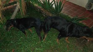 Proximos Cachorros Rottweiler Con Pedigree