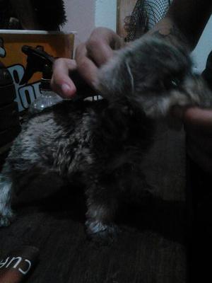 Se Vende Cachorro De Schnauzer Miniatura