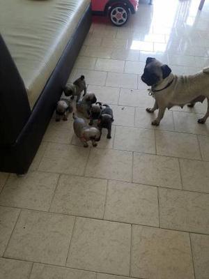 Vendo Cachorros De Pug En Buen Precio. 400