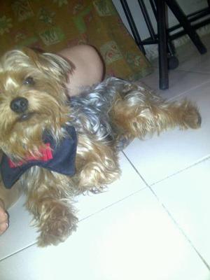 Yorkshire Terrier 100% Puro Manto Dorado Busca Novia.