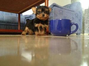 Yorkshire Terriers Mini Micro Tea Cup Con Excelente Genetica