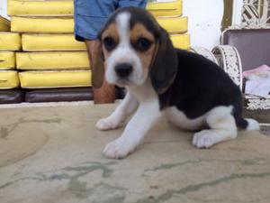 Cachorros Beagle