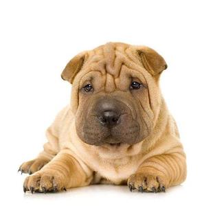 Recibo En Adopcion Cachorro Shar Pei O Bulldog