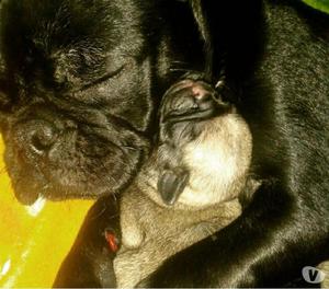 vendo lindos cacharros pug