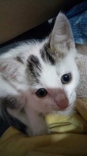 Gato Felino En Adopción