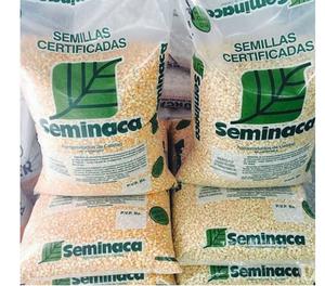 semillas de maiz blanco certificada 20kg
