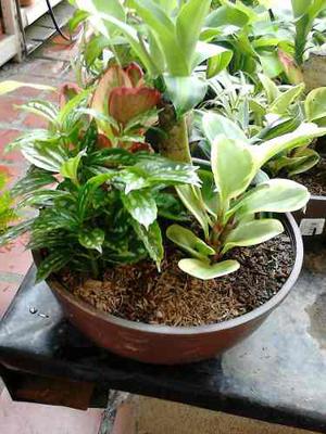 Mini Jardines / Arreglos Con Plantas/ Centros De Mesa