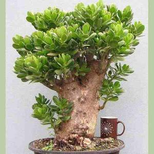 Semillas Arbol Swinglia Bonsa+manual Bonsai