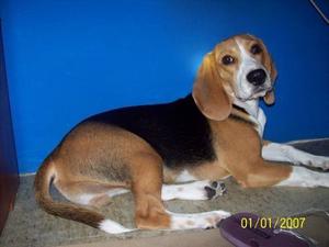 Beagle Tricolor Puro Cachorro