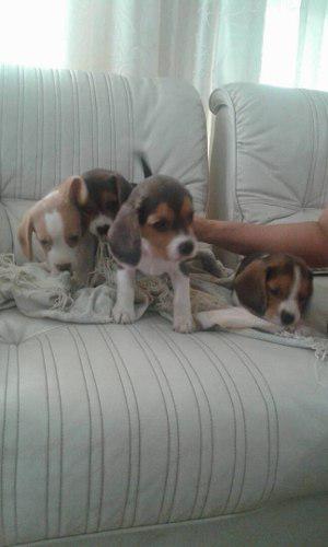 Cachorros Beagle Ingles