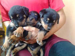 Cachorros Machos Rottweiler