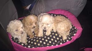 Cachorros Poodler Puro Mini Toy Pelo Liso Patas Cortas