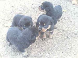 Cachorros Rottwailer Negociable