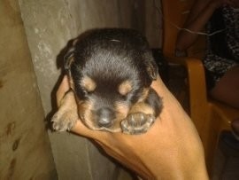 Cachorros Rottweiler