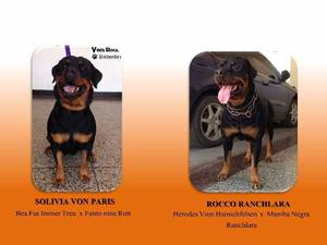 Cachorros Rottweiler Con Certificado Pedigree Fcv