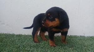 Cachorros Rottweiler Con Pediri Exelente