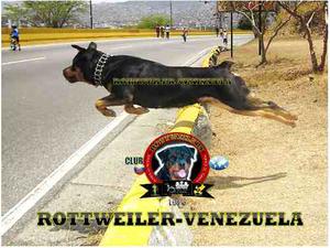 Camadas - Montas - Accesorios ((rottweiler-venezuela))