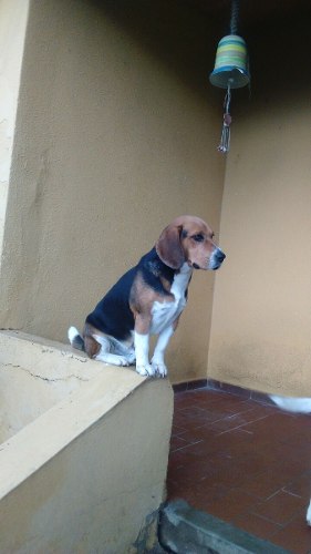 Vendo Cachorros De Beagles Nacidos El 