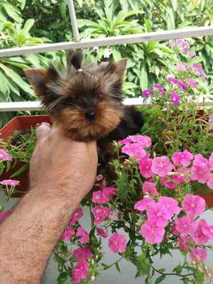 Yorkshire Terrier Mini Tea Cup Con Pedigree