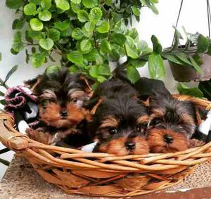 Yorkshire Terriers Minis Tea Cup