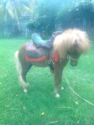 Pony Mini Horse