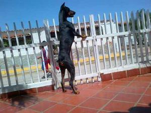 Doberman Macho Para Monta En Margarita Nva Esparta