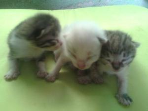 Gatitos En Adopción (pequeñitos)