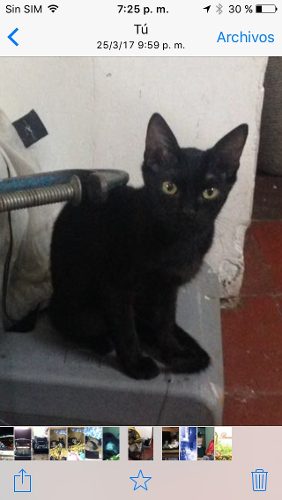 Lindos Gatitos.adopción Ya Esterilizados En Chacao.