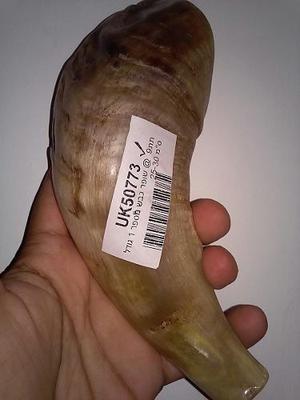 Shofar Carnero Kosher. Traido De Israel. Judio