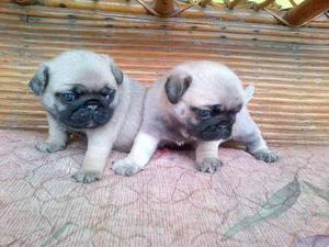 Cachorras Pug Carlino Con Pedigree