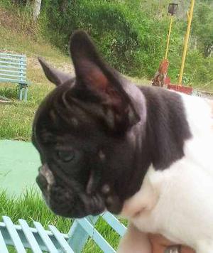 Cachorro Bulldog Francés Hembra Con Registro Pedigree Fcv