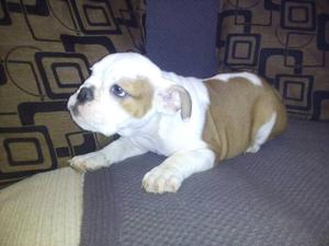 Cachorro Bulldog Ingles