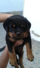 Cachorro Rottweiler Negociable