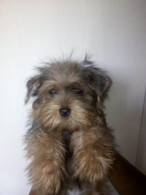 Cachorro Yorkshire Terrier