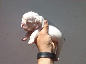 Cachorros De Bulldog Ingles Con Pedigree