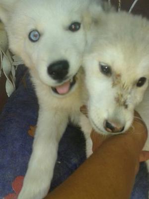 Cachorros Husky Macho Ojo Azul Y Una Hembra Ojos Marron