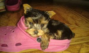 Cachorros Yorkshire Terrier Macho Tea Cup Chiquitos Genuinos