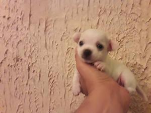Chihuahua Minuatura 100% Puro Fcv - Pedigrí (macho)
