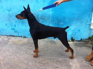 Doberman Con Pedigree Ofrece Montas