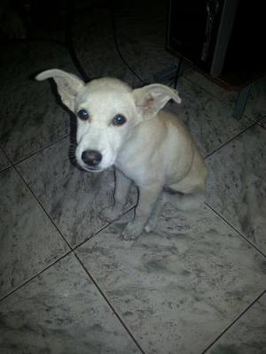 Perrita En Adopción La Doy