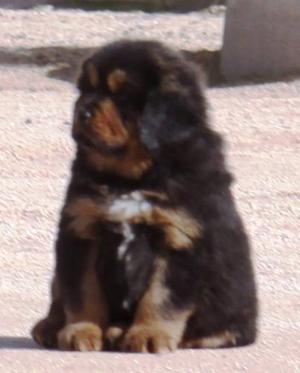 Quien Vende Perro Cachorro Raza Dogo Del Tibet