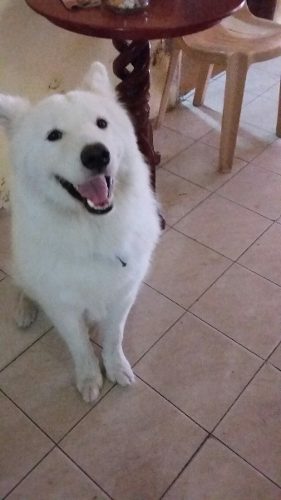 Samoyedo Para La Monta