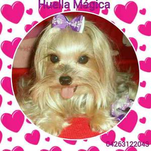 Yorkshire Terrier Lazos, Tutus, Accesorios, Cachorros