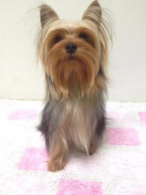 Yorkshire Terrier (para La Monta)