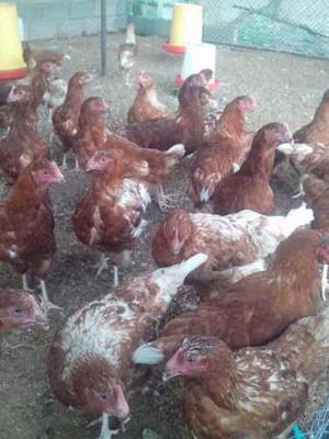 Gallinas Ponedoras