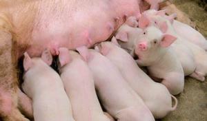 Lechones De Alta Genetica Pietrain, Duroc, Largwhite