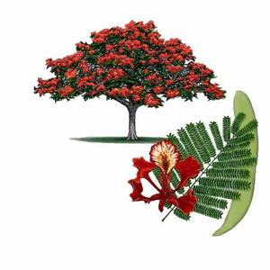 Arbolito Flamboyant Rojo, Delonix + Guia Bonsai O Jardin