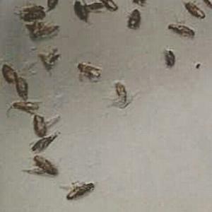 Concentrado Para Eliminar Chiripas Y Cucarachas Rinde 7 Litr