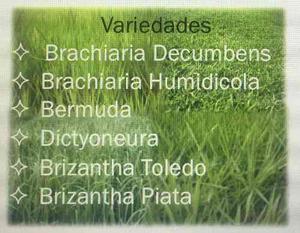 Semilla Bracharia Humidicola, Brizantha Pastizal De Ganado