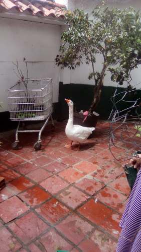 Pato Ganso Animales